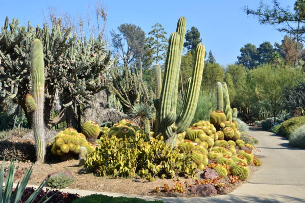 istock Desert Cactus garden in California 1187618575