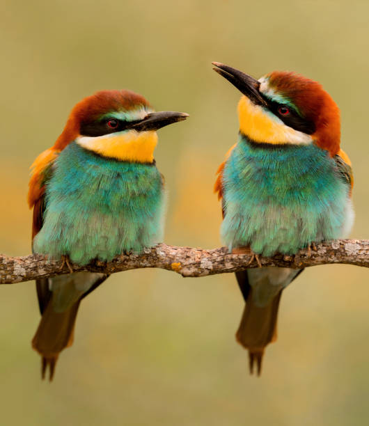 枝のミツバチを食べるカップル - bee eater colorful bird beautiful bird animal ストックフォトと画像