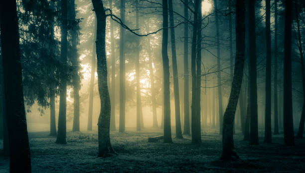 istock A spooky scenery of a trees. Halloween themed landscape. 1187619323