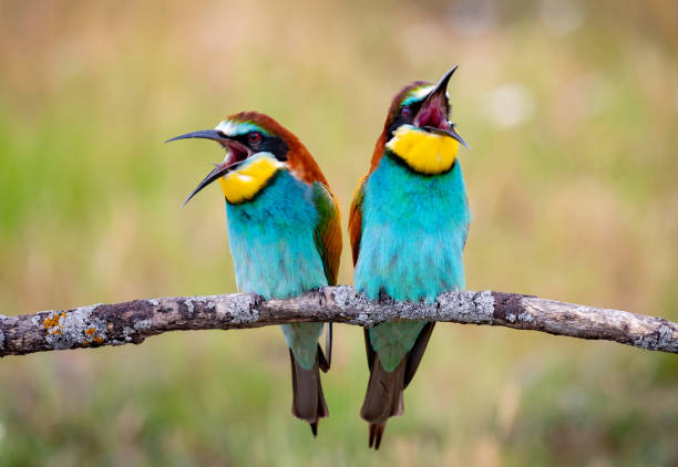 istock Love on the branch 1187619327