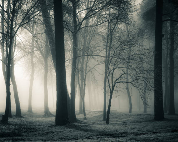 istock A spooky scenery of a trees. Halloween themed landscape. 1187619341
