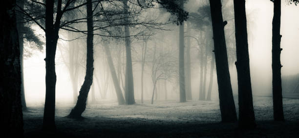 istock A spooky scenery of a trees. Halloween themed landscape. 1187619368