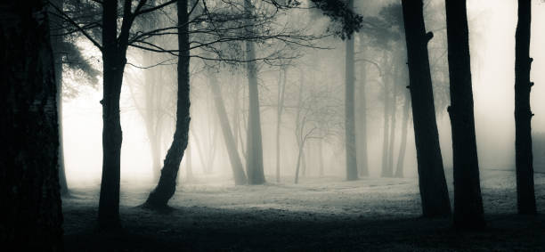 A spooky scenery of a trees. Halloween themed landscape.