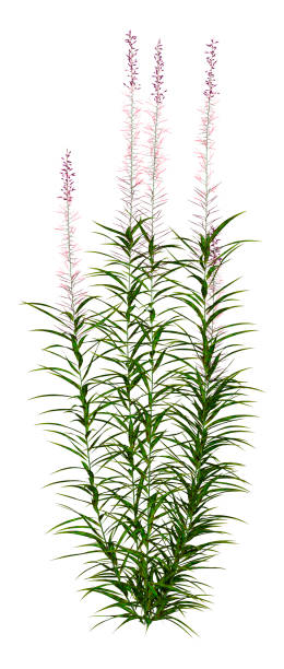 istock 3D illustration fireweed flowers on white 1187622130