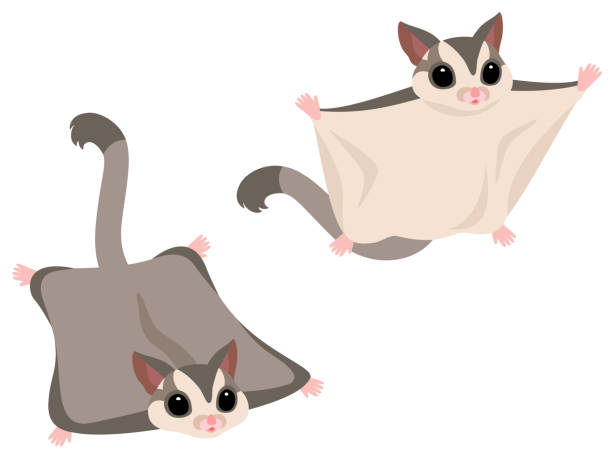 985 Sugar Glider Stock Photos, Pictures & Royalty-Free Images - iStock | Sugar glider australia, Sugar glider pet, Sugar glider leap 985 Sugar Glider Stock Photos, Pictures & Royalty-Free Images - iStock | Sugar glider australia, Sugar glider pet, Sugar glider leap