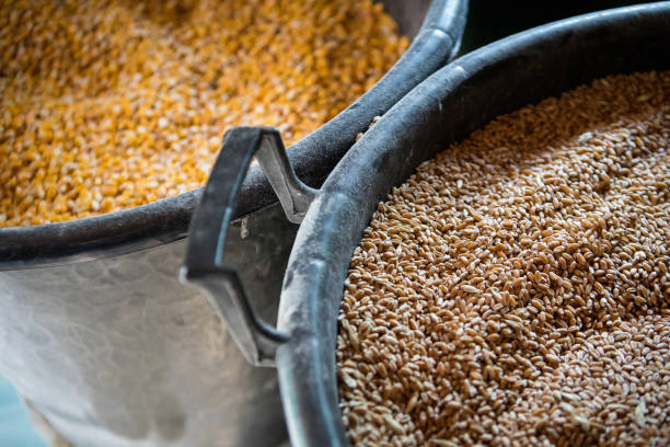 istock Wheat and barley grains in a bucket closeup 1187623896