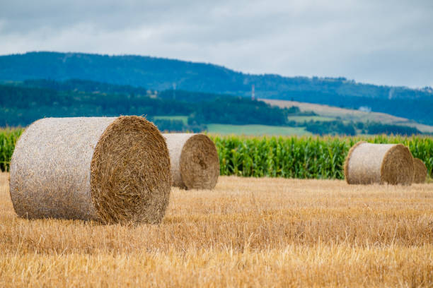 Hay bales on the field after harvest in Slovakia