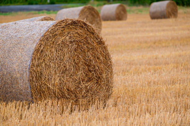 istock Hay bales on the field after harvest 1187624843