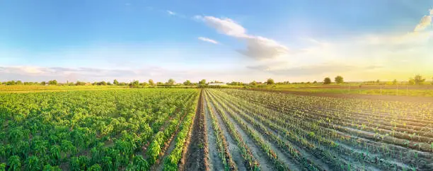 Photo of Panoramic photo of a beautiful agricultural view with pepper and leek plantations. Agriculture and farming. Agribusiness. Agro industry. Growing Organic Vegetables