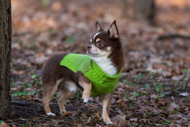 istock Chihuahua dog on the grass 1187627841