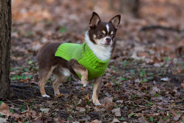 istock Chihuahua dog on the grass 1187627886