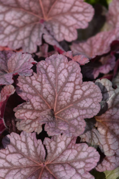 istock Coral Bells World Caffe leaves 1187628399