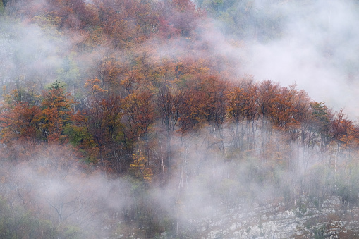 Landscape of misty autumn forest in mountain hills  in Slovenia