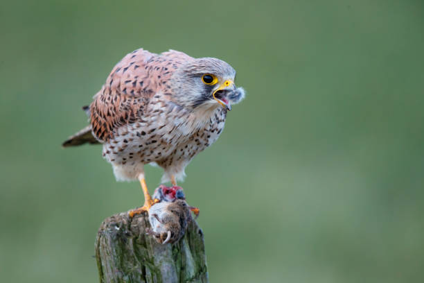 istock common kestrel in the meadow with a prey 1187630001