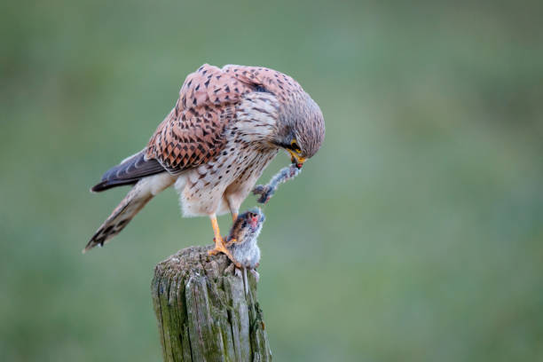 istock common kestrel in the meadow with a prey 1187630002