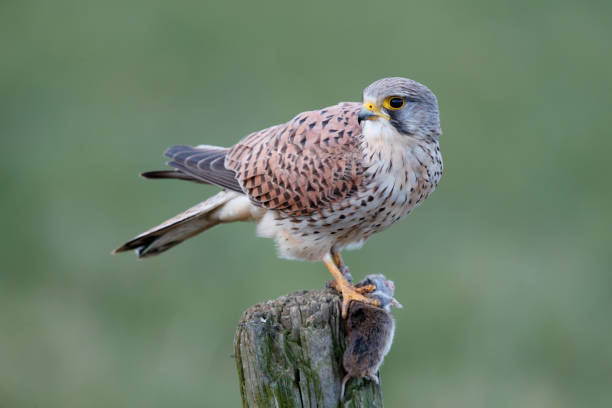 common kestrel in the meadow with a prey