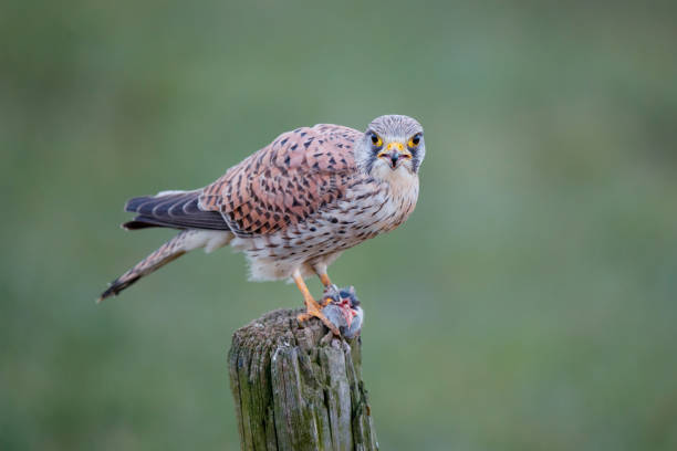 istock common kestrel in the meadow with a prey 1187630075