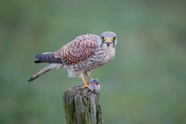 Photo of common kestrel in the meadow with a prey