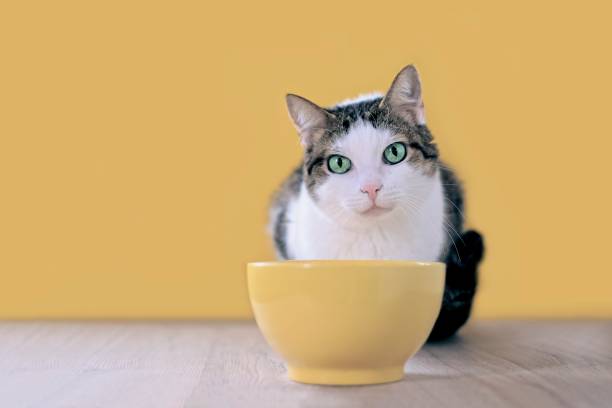 黄色い食べ物のボウルの横にかわいいタビー猫が見上げて食べ物を待っています。 - pet food animals feeding cat food cat bowl ストックフォトと画像