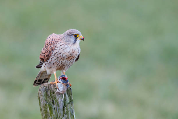 istock common kestrel in the meadow with a prey 1187630094