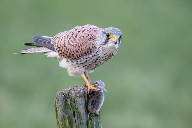 istock common kestrel in the meadow with a prey 1187630200