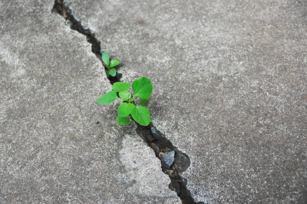 istock Plant floor up crack growing with coins concept. 1187630869