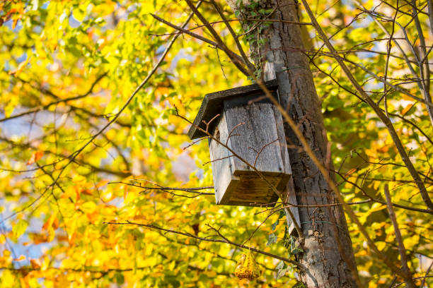 A birdhouse is perched on a tree branch. The birdhouse is green and has a white trim. The tree is full of leaves, and the leaves are changing colors. The scene is peaceful and serene