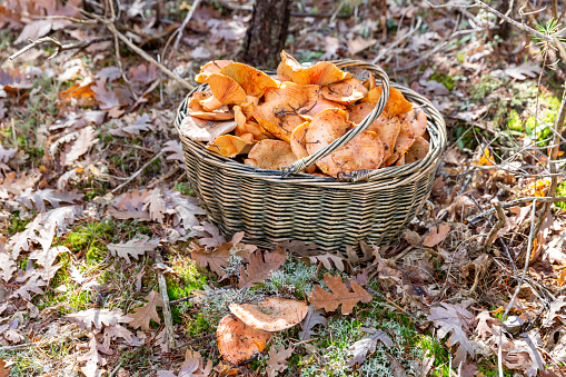 Basket with Lactarius deliciosus mushrooms