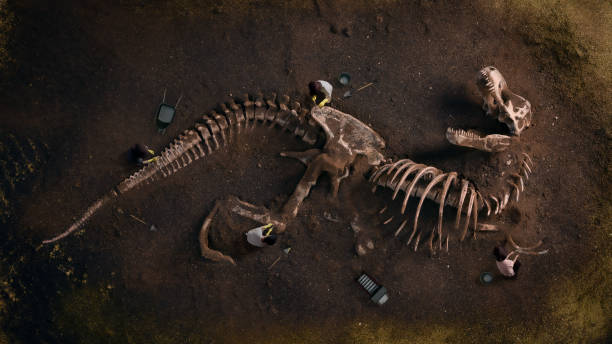istock Dinosaur Fossil (Tyrannosaurus Rex) Found by Archaeologists 1187632691
