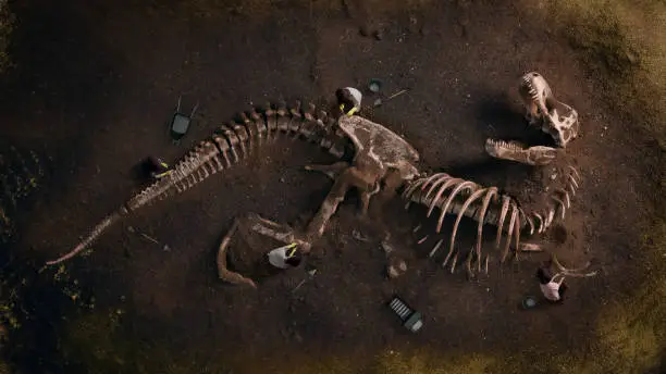 Photo of Dinosaur Fossil (Tyrannosaurus Rex) Found by Archaeologists