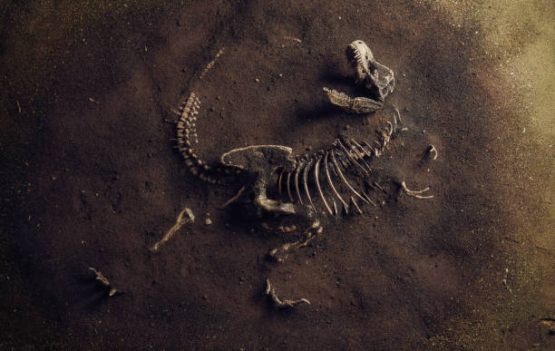 fossile de dinosaure (tyrannosaurus rex) trouvé par les archéologues - fossil photos et images de collection