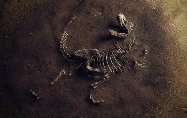 Photo of Dinosaur Fossil (Tyrannosaurus Rex) Found by Archaeologists
