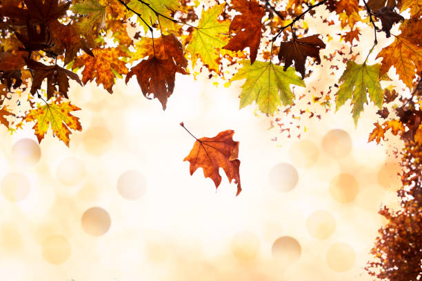 istock Falling autumn maple leaves natural background 1187634284