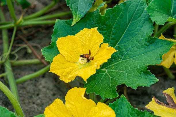 Small honey bee collecting pollen from pumpkin flower at a pumpkin farm with green leaves on background.selective focus on bee.