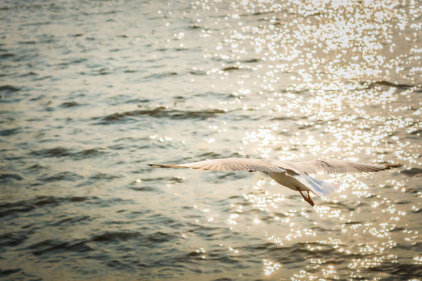 istock Seagulls in flight on the sea 1187635153