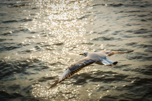 istock Seagulls in flight on the sea 1187635154