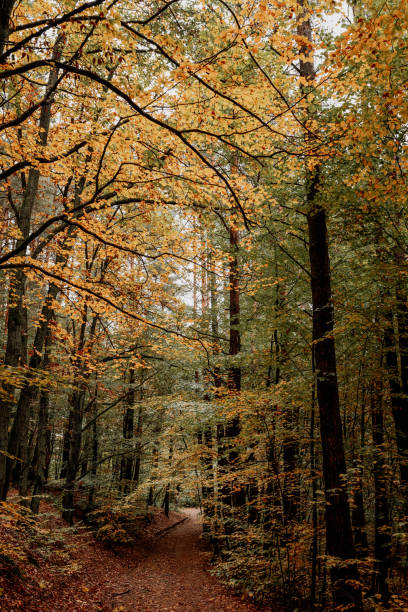 istock Autumn landscape in the forest 1187636375