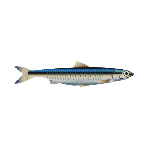 Anchovy fish vector Anchovy fish. Vector illustration on the white background anchovy stock illustrations