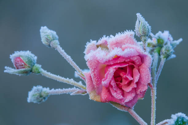Close Up of Pink Rose Covered in Frost in a Park in Winter Pink Rose Covered in Ice Crystals During Extreme Cold Weather in Winter frozen rose stock pictures, royalty-free photos & images
