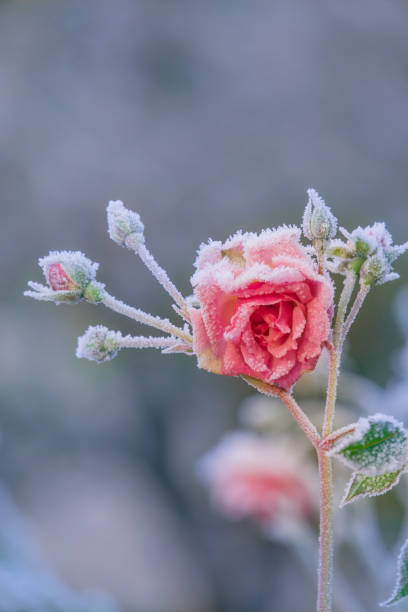 istock Pink Rose Covered in Ice Crystals on a Freezing Day in Winter 1187636616