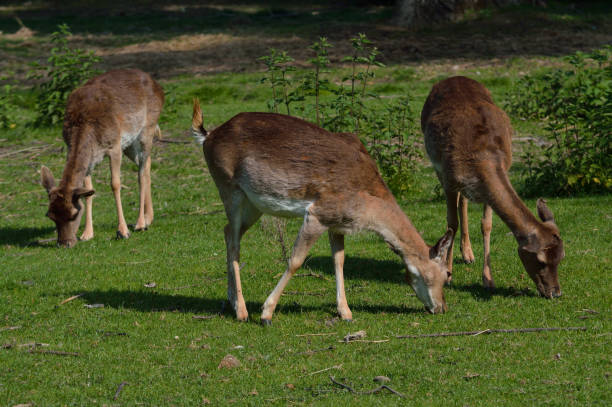 istock Female deer herd in Tuscany Italy 1187636738