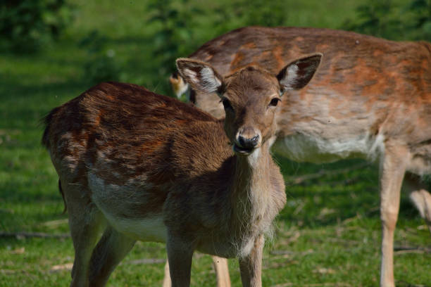 istock Female deer herd in Tuscany Italy 1187637338