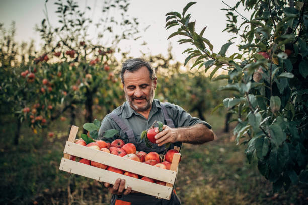 istock Senior farmer picking up apples in orchard 1187637663