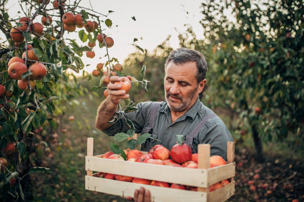 istock Farmer picking up apples in orchard 1187637740