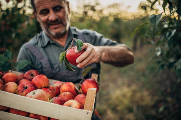 istock Senior man picking up apples in orchard 1187637779