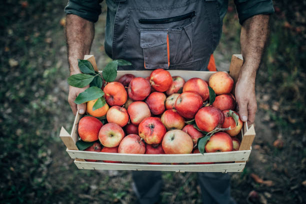 istock Farmer holding a crate with apples 1187637858