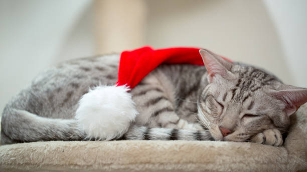 istock Cat wearing red Christmas hat and sleeping. 1187638891
