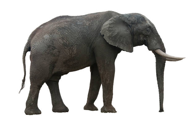 istock Elephant of Africa cut out on white background 1187639015