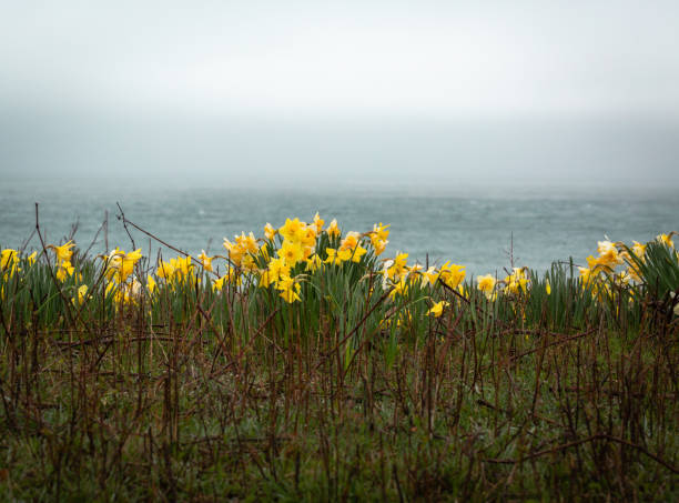 jonquilles le long d'une route de plage - massachusetts landscape new england spring photos et images de collection