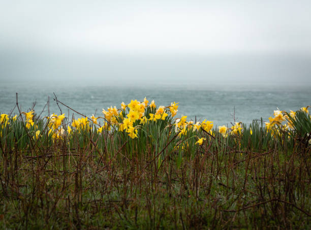 해변 도로를 따라 수선화 - massachusetts landscape new england spring 뉴스 사진 이미지